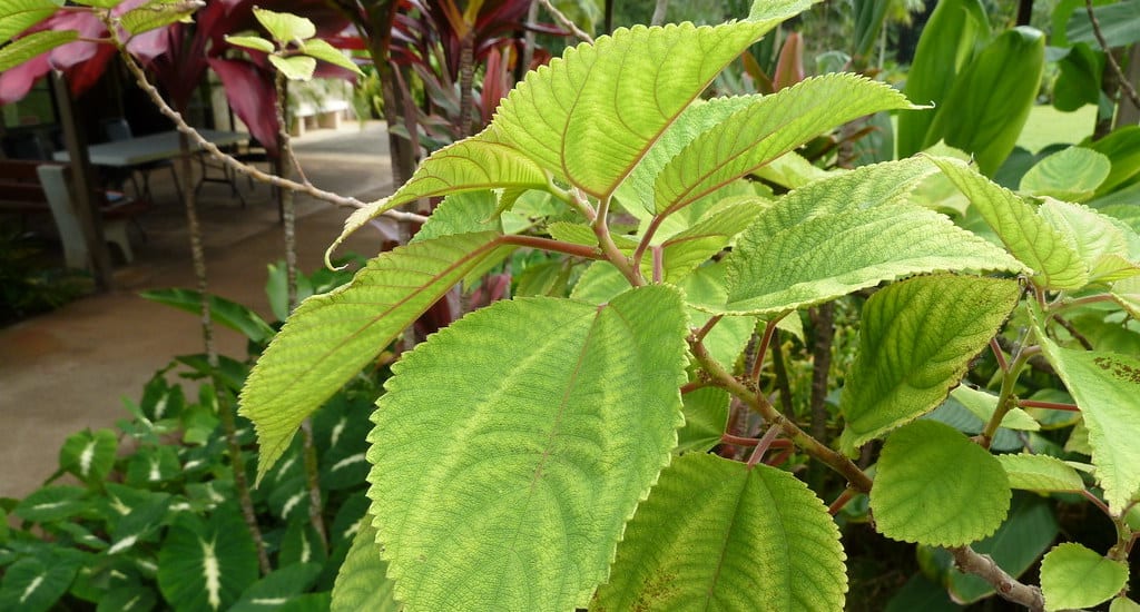 Medicinal Hawaiian Plants;Photo of Mamaki