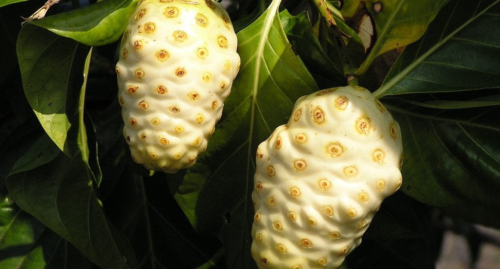 Medicinal Hawaiian Plants:Photo of Noni Fruit