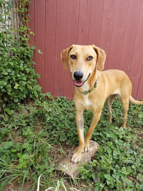 A young, brown dog available for adoption from KARES