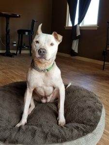 adopt a pet: Sophia the white pit bull sits on a cushion