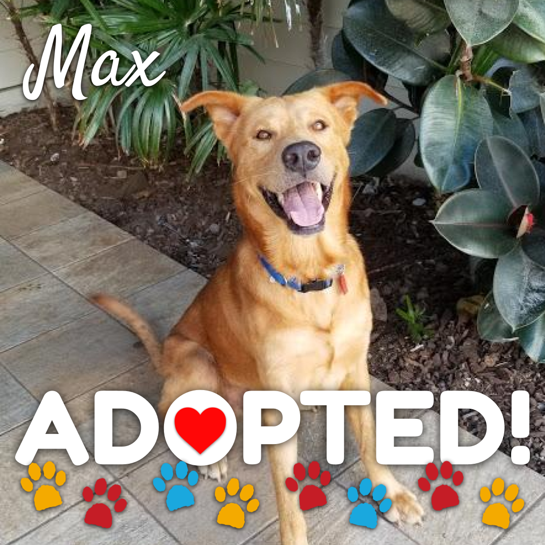 max-adopted