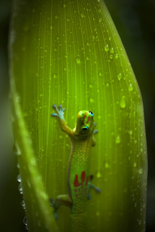 Gold Dust Day Gecko on ti leaf by Harry Durgin