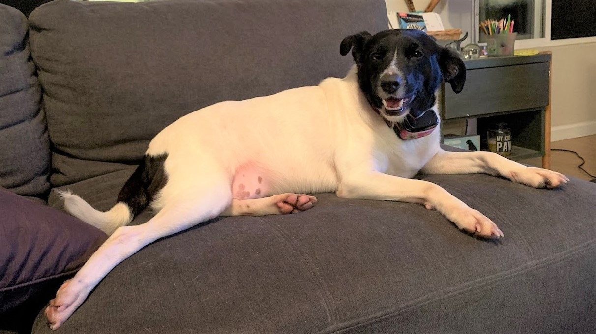 a white an black dog lounges on a couch - now adoptable from KARES