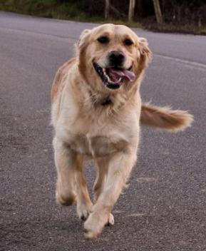 Dog running in road